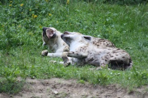 Stoeiende hyenajongen